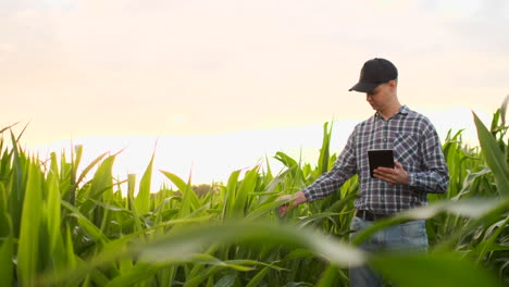 Farmer-agronomist-with-tablet-computer-in-bare-empty-field-in-sunset-serious-confident-man-using-modern-technology-in-agricultural-production-planning-and-preparation